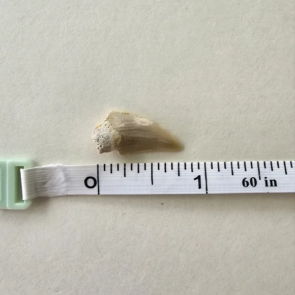 🦈 Shark Tooth - Picture 4 of 5